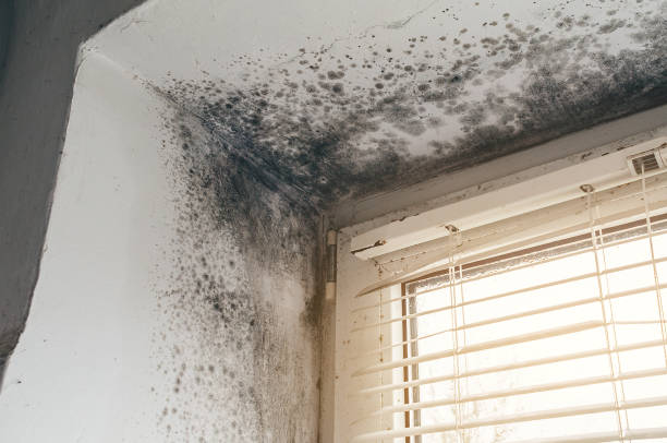 Affordable Basement Mold Removal solutions in Garfield, TX